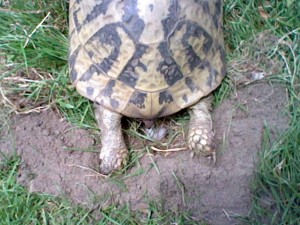 Griechische Landschildkröte Testudo Hermanni Boettgeri bei der Eiablage. Von Villa Amanda