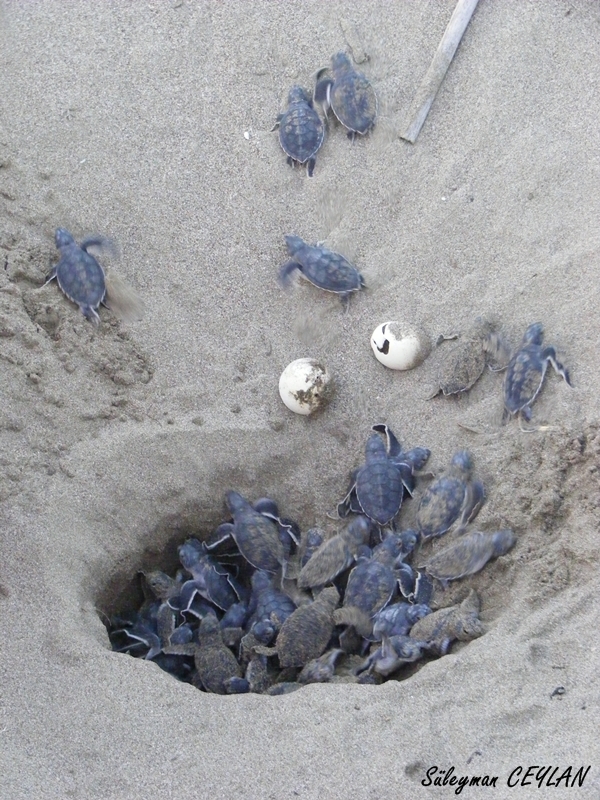 frisch geschlüpfte Suppenschildkröte