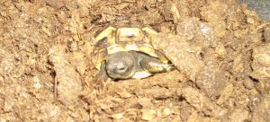 Griechische Landschildkröte Baby erwacht aus dem Winterschlaf 2011 Villa Amanda