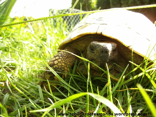 Griechische Landschildkroete Testudo Hermanni Boettgerie