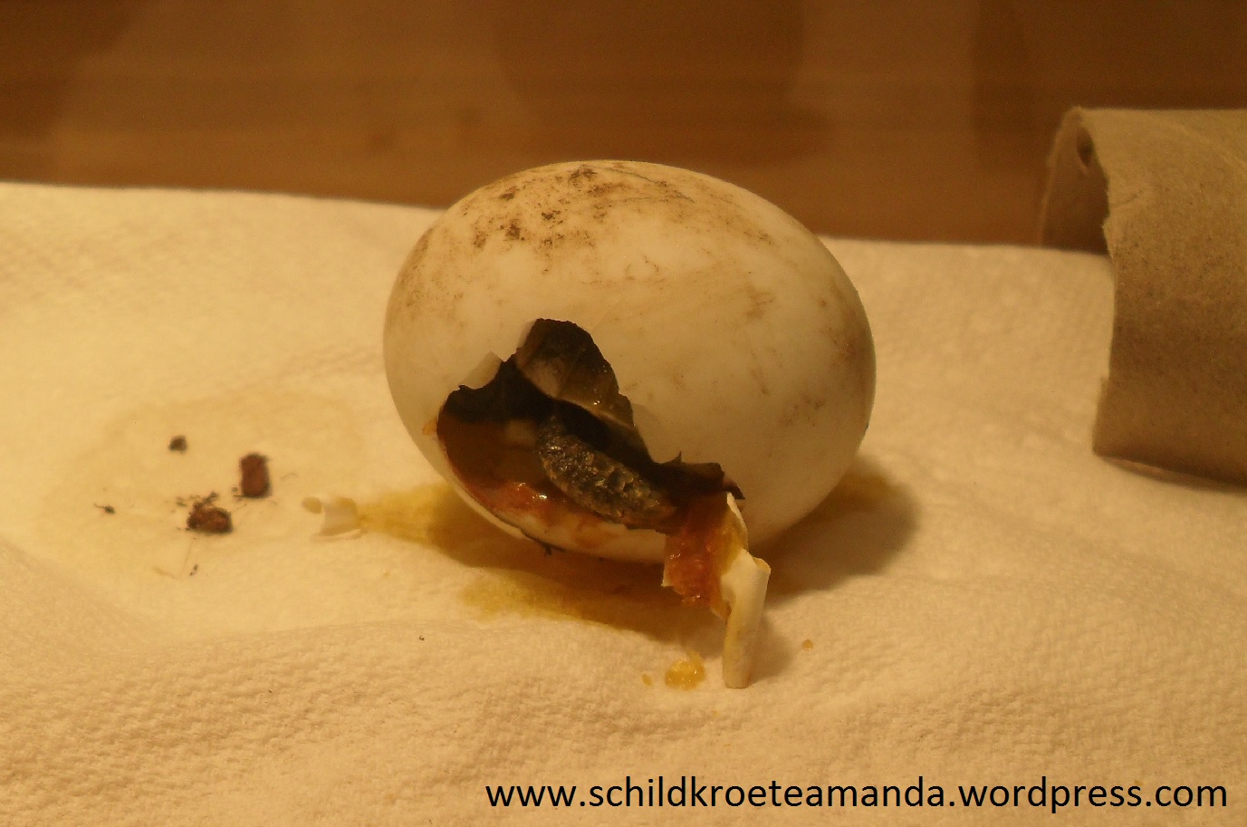 Babyschildkröte griechische Landschildkröte Testudo hermanni boettgeri schlüpft zu früh. Villa Amanda der Schildkrötenblog