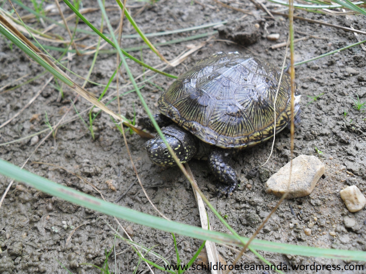 Europäische Sumpfschildkröte Emys orbicularis Melbweiher Bonn. Villa Amanda der Schildkrötenblog