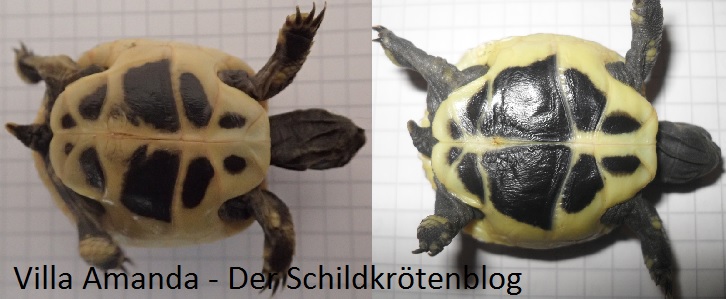 Griechische Landschildkröte Testudo hermanni boettgeri. Villa Amanda - Der Schildkrötenblog
