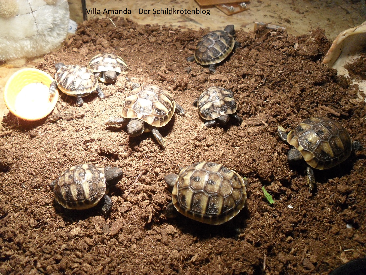 Griechische Landschildkröte Testudo hermanni boettgeri Nachzuchten 2013. Villa Amanda - Der Schildkrötenblog