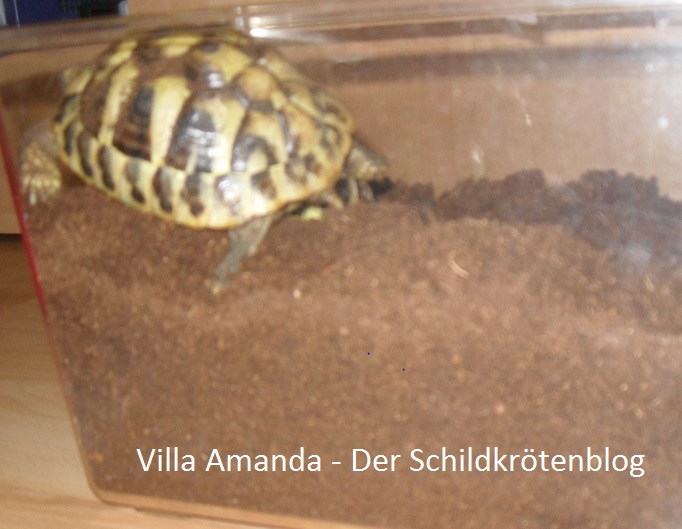 Überwinterrungskiste griechische Landschildkröte Testudo hermanni Boettgeri . Villa Amanda - Der Schildkrötenblog