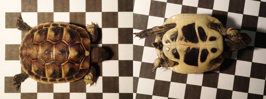 Griechische Landschildkröte Testudo hermanni boettgeri Nachzucht 2013