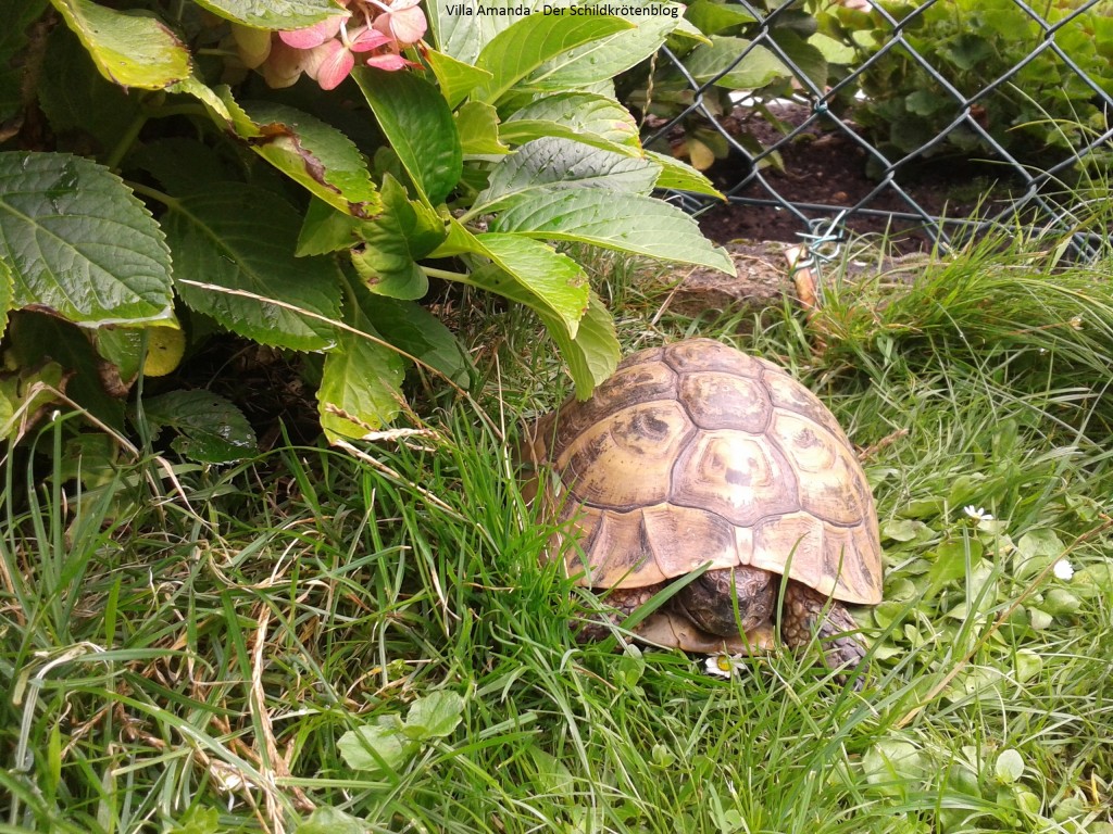 Adulte Griechische Landschildkröte