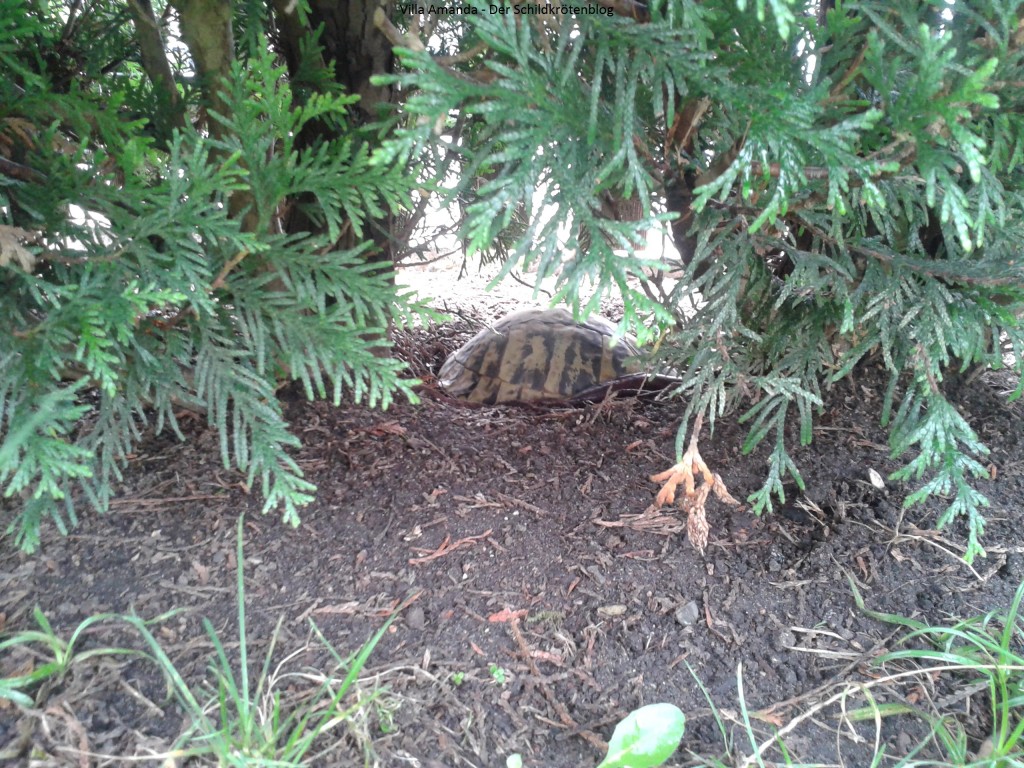 Adulte Griechische Landschildkröte