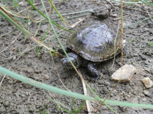 Europäische Sumpfschildkröte Emys orbicularis