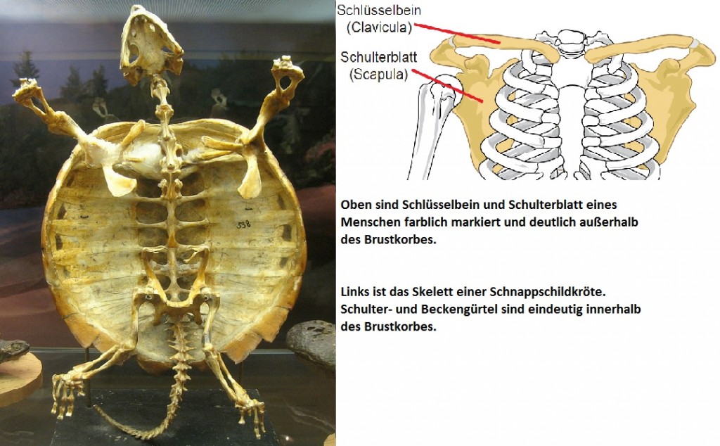 Schultergürtel Beckengürtel Vergleich Schildkröte Mensch