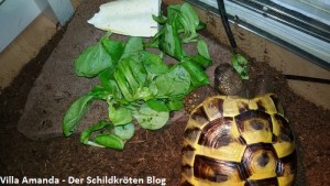 Griechische Landschildkröte frisst Feldsalat