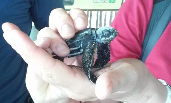 Lederschildkröten in Nicaragua