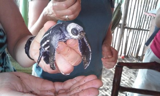 Lederschildkröten in Nicaragua