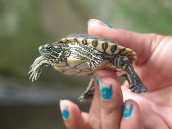 Schildkröte in Nicaragua