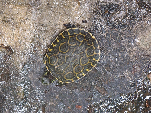 Schildkröte in Nicaragua