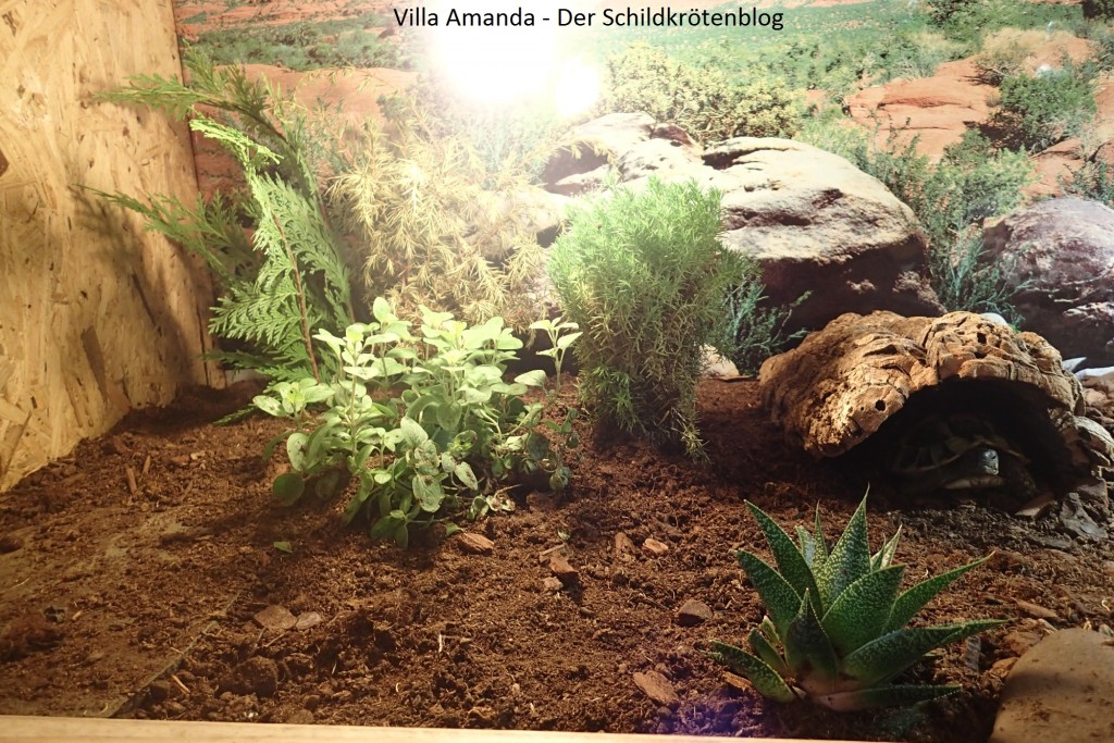 Terrarium griechische Landschildkröte