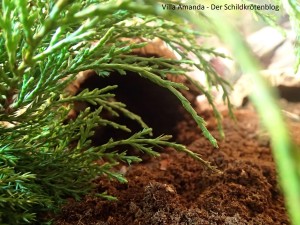 Terrarium griechische Landschildkröte
