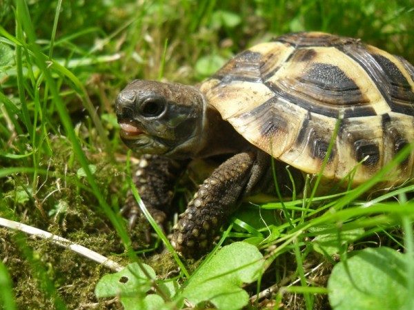 Schildkroten Fakten Wissenswertes Uber Schildkroten Villa Amanda Der Schildkroten Blog
