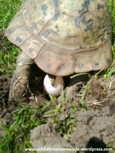 Griechische Landschildkröte Testudo Hermanni Boettgeri Eiablage Hermann's tortoise laying eggs