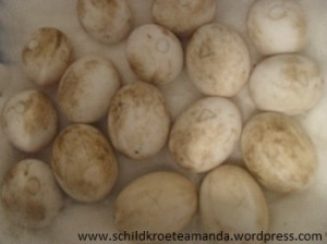 Eier griechische Landschildkröte Testudo hermanni boettgeri Villa Amanda der Schildkrötenblog