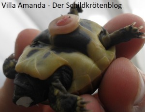 Griechische Landschildkröte Testudo hermanni boettgeri Bauchfalte und Dottersack. Villa Amanda - Der Schildkrötenblog