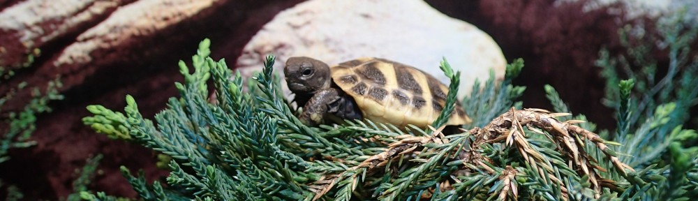 Schildkröte klettert