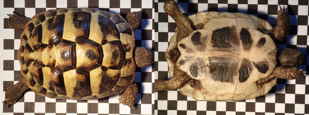 Griechische Landschildkröte Testudo hermanni boettgeri Nachzucht 2010