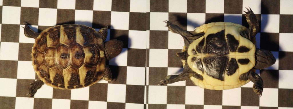 Griechische Landschildkröte Testudo hermanni boettgeri Nachzucht 2013