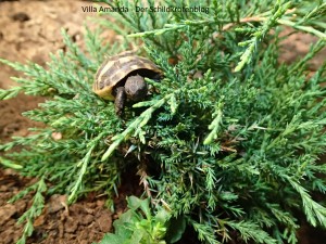 Griechische Landschildkröte klettert