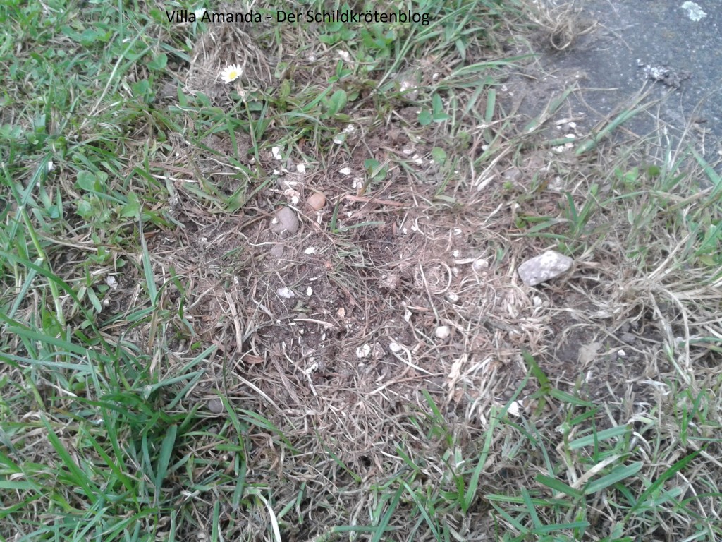 Griechische Landschildkröte Eiablage