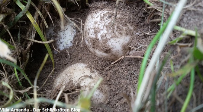 Griechische Landschildkröte Gelege