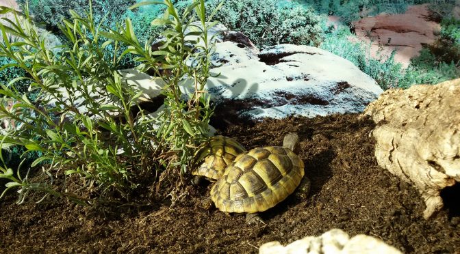 Griechische Landschildkröten sonnen sich