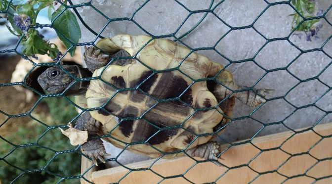 Schildkröte klettert