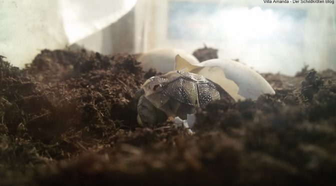 Schlupf Griechische Landschildkröte