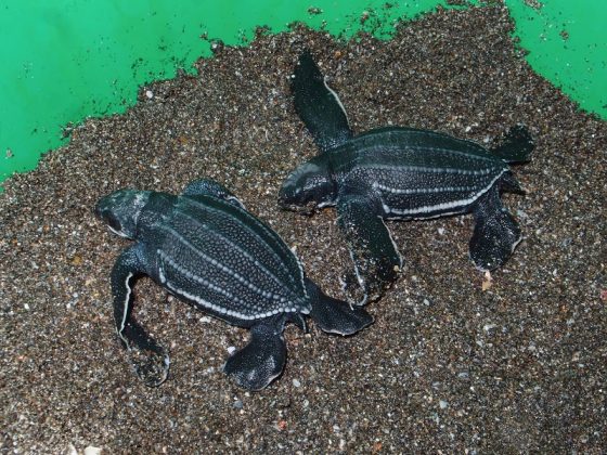 Lederschildkröten in Nicaragua