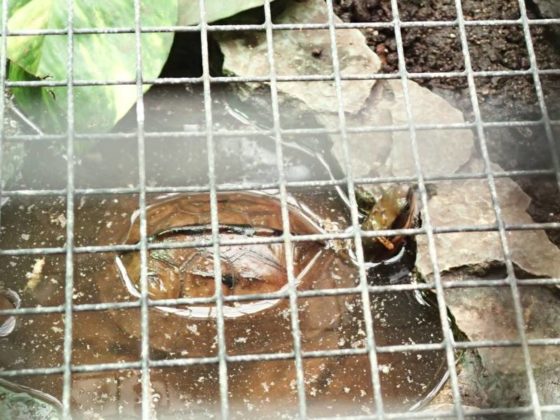 Dreistreifen Scharnierschildkröte