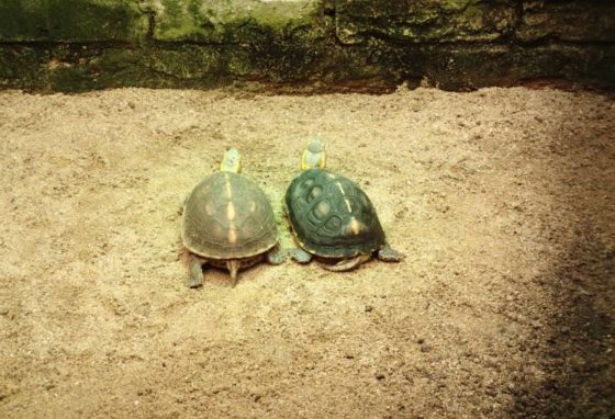 Gelbrand-Scharnierschildkröte Cuora Flavomarginata