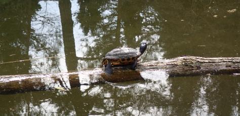 Schmuckschildkröte