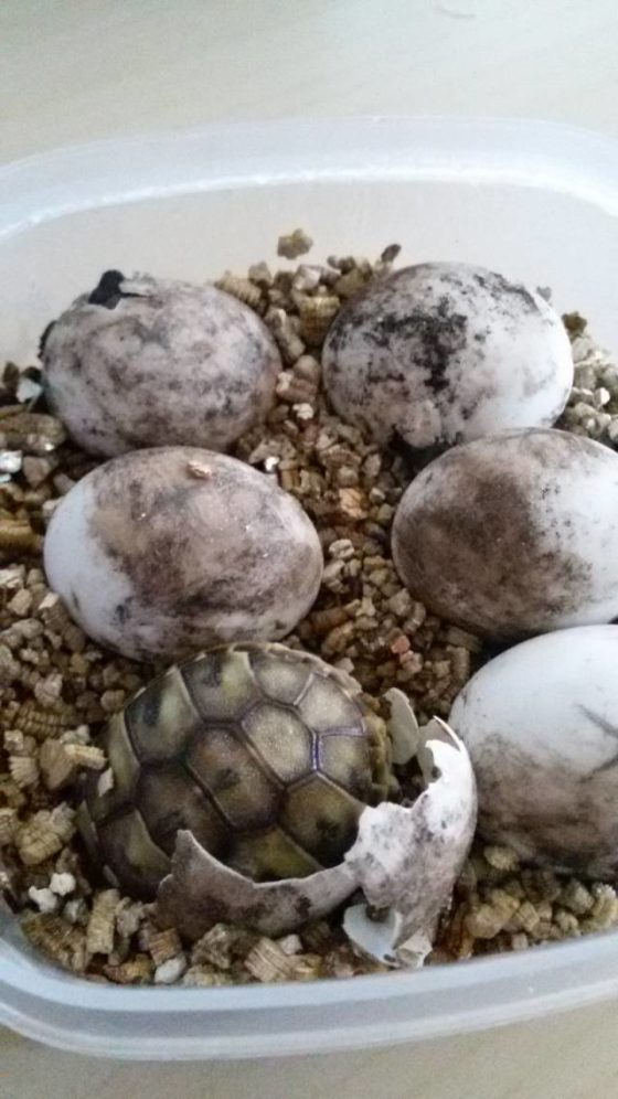 Griechische Landschildkröte schlüpft