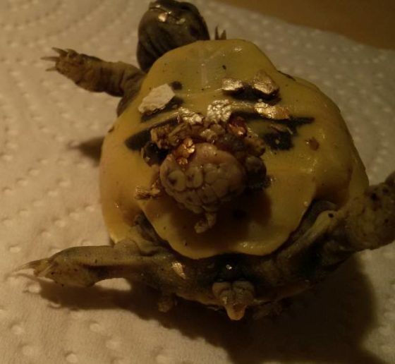 Griechische Landschildkröte schlüpft mit Zwilling