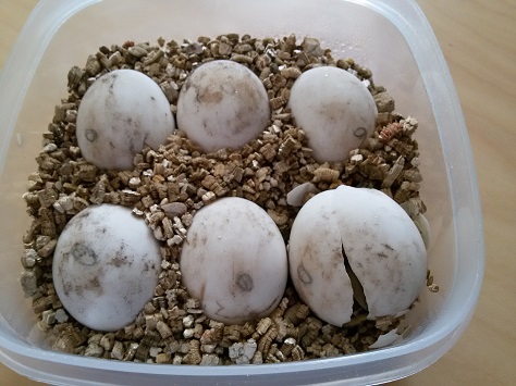 Schildkröten Eier
