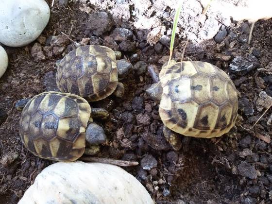 Griechische Landschildkröte Jungtier