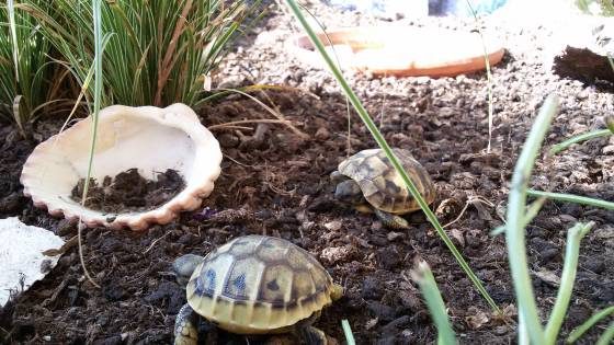 Griechische Landschildkröte Jungtier
