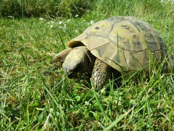 Griechische Landschildkröte