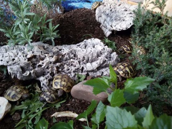 Griechische Landschildkröten