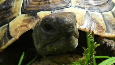 Schildkröte riecht