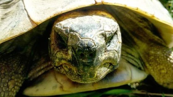 Schildkröten Nase